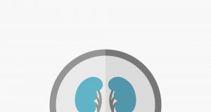 Ginsenosides can significantly reduce the nephrotoxicity caused by chemotherapy drugs