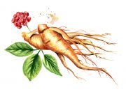 Where to buy the best Panax/Korean ginseng in Australia?