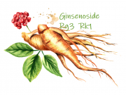 Ginseng Supplementation Shown to Enhance Health-Related Quality of Life for Patients with Non-Metastatic Breast Cancer Patients