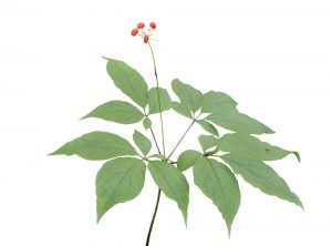 Ginseng and ginsenosides to potentially help skin wound healing