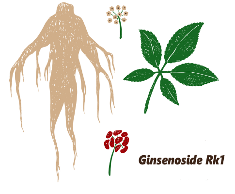 13 common questions about ginseng