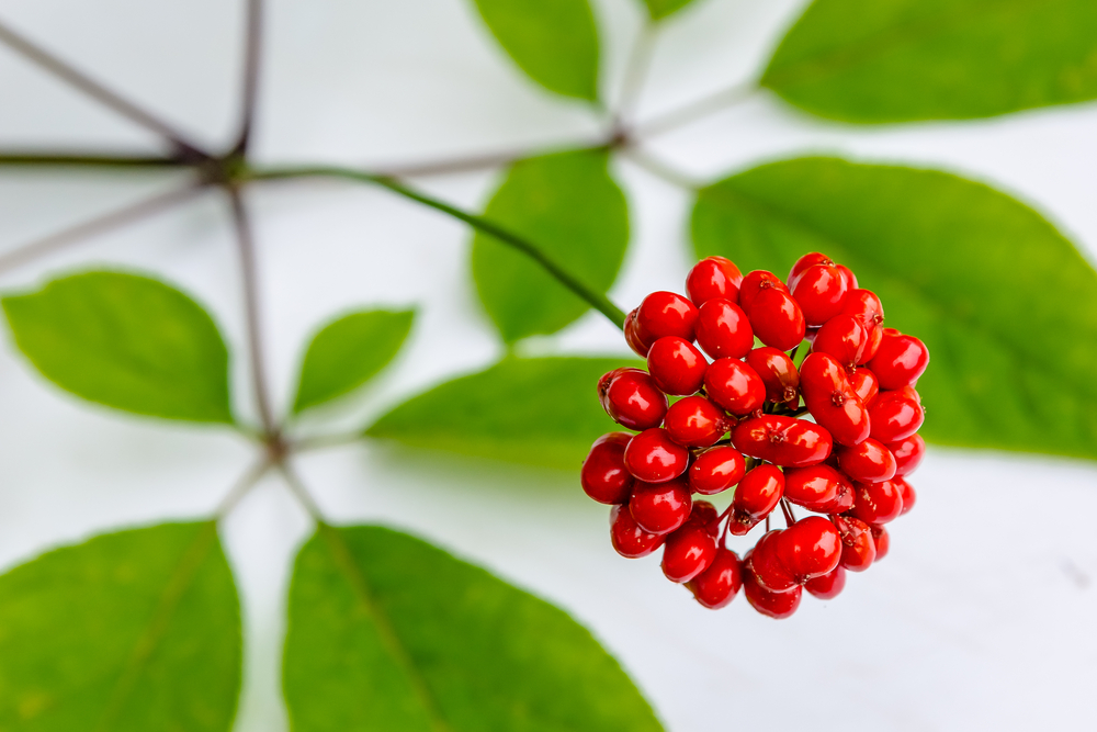 Ginseng and ginsenosides help promote bone health