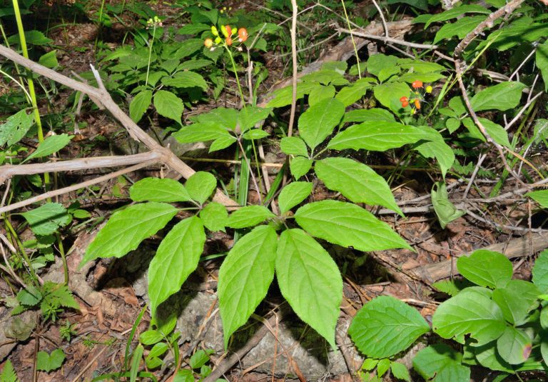 What does ginseng look like? Redsenol Health